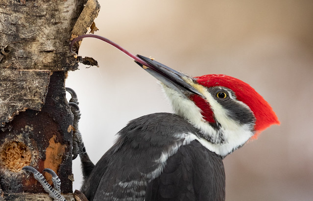 Pileated Woodpecker with tongue extended