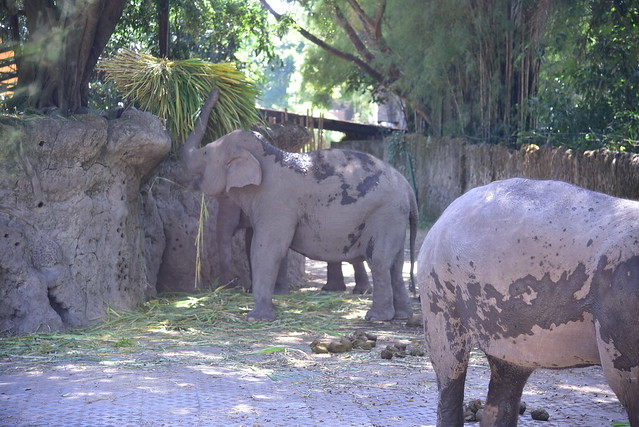 More Borneo Pygmy Elephants feeding