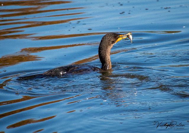 Cormorant with a fish