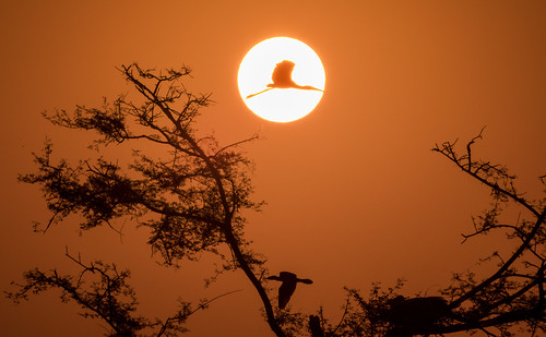 bird sunrise dawn silhouette flight stork paintedstork bharatpur rajasthan india keoladeobirdsanctuary sony dscrx10miv handheld morning