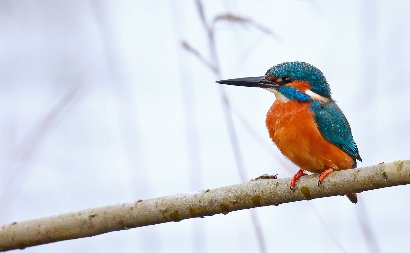 Kingfisher - male
