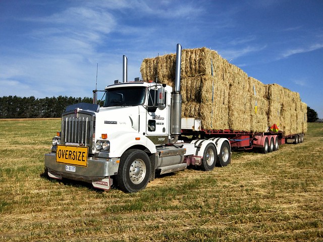 Kenworth country. Running hay, playing in the sun.