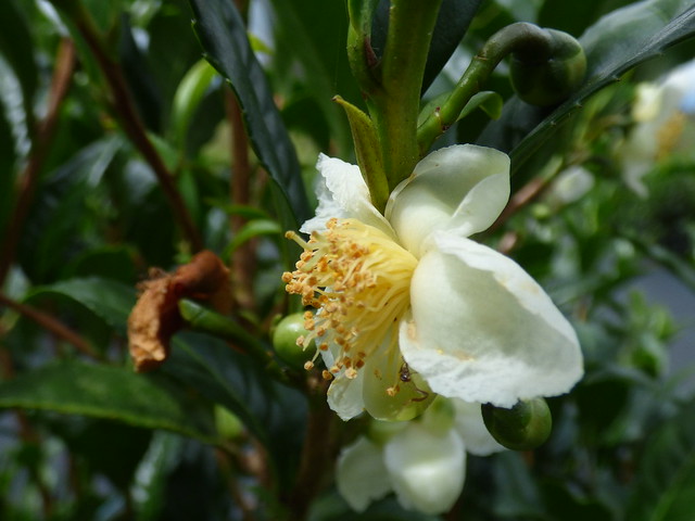 starr-180919-0974-Camellia_sinensis-flowers-Skyline_Ziplin… | Flickr