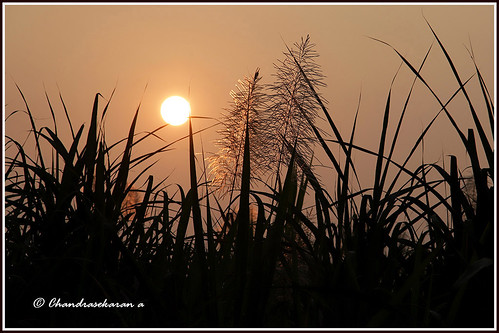 sunset arani tamilnadu india canoneos6dmarkii tamronef28300mm sugarcane
