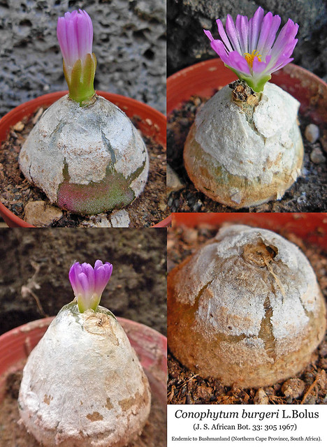 Conophytum burgeri (collage)