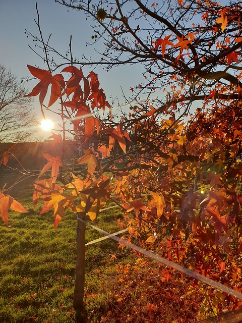 sunny autumn walk...