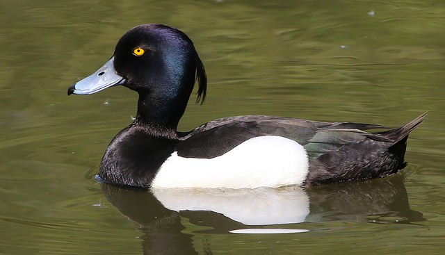 Tufted Duck 190518 (4)