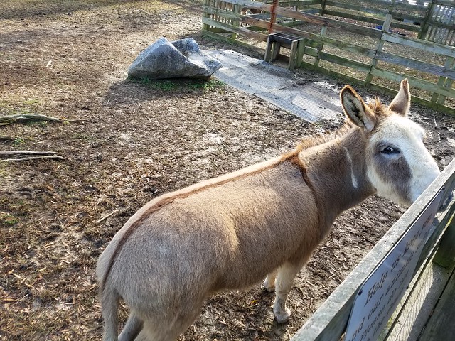 Visitors can experience live farm animals like donkeys, chickens and pigs
