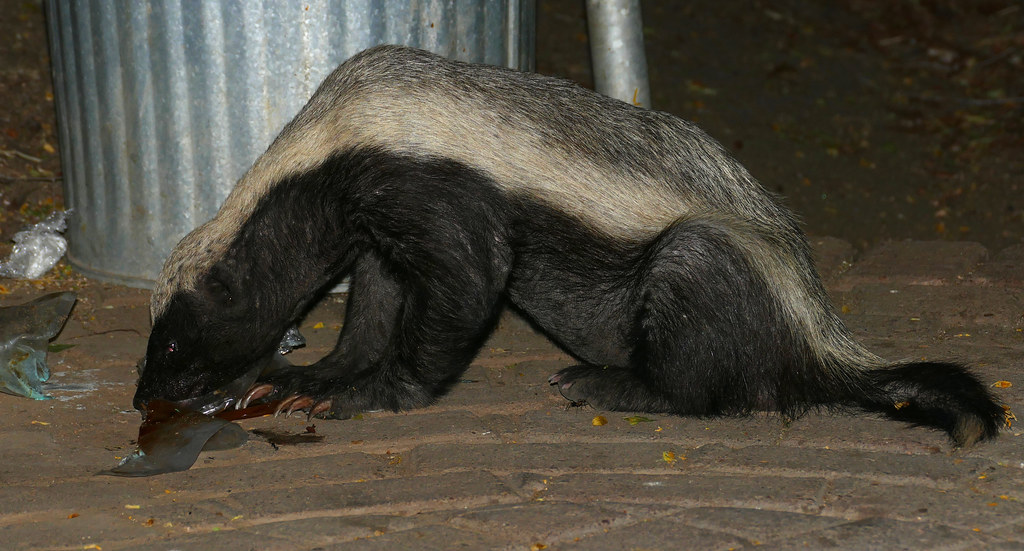Honey Badger (Mellivora capensis) licking meat wrappings f… | Flickr