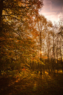 ethereal autumn colours, warm sun, calm trees, Haddo House & Gardens, Methlick, Aberdeenshire, Scotland