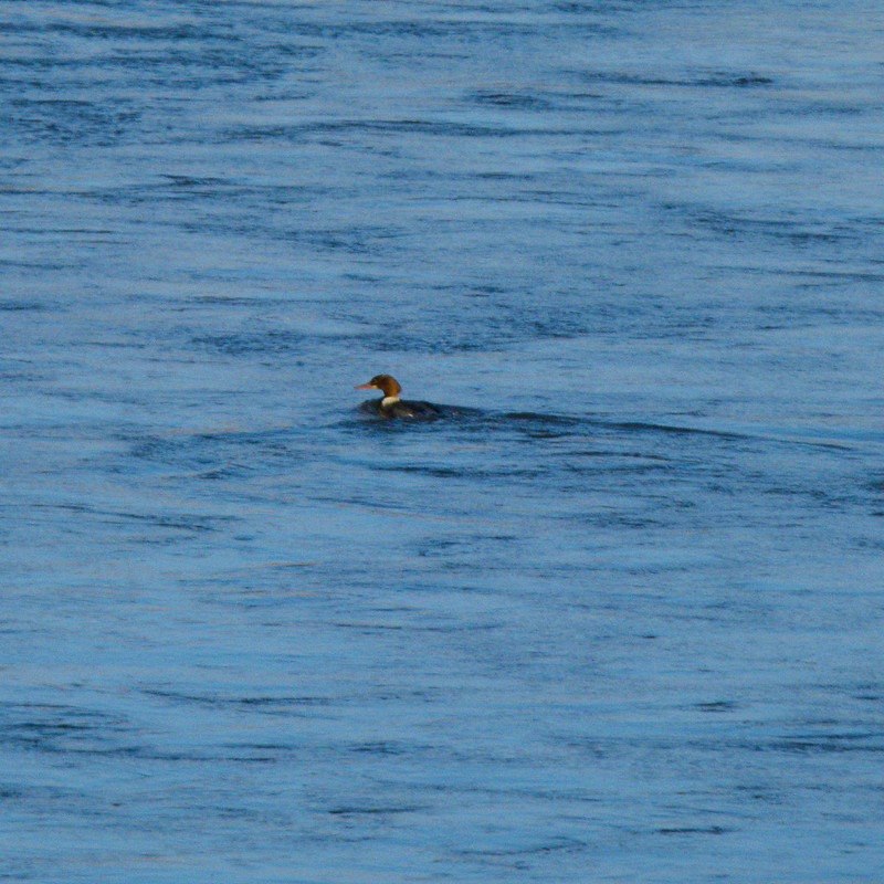 Goosander pair fishing together upstream