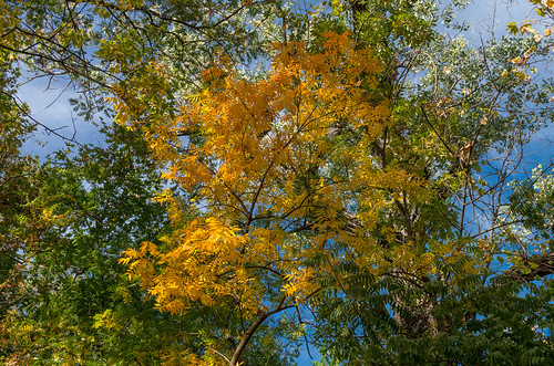 Autumn colors at Chico Seed Orchard | www.fs.usda.gov/recare… | Flickr