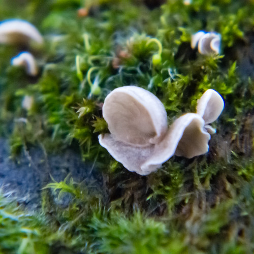 Tiny fungus on mossy wall