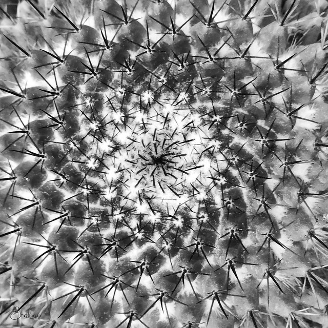 Cactus hypnosis