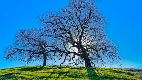 oaktrees walnutcreek diablohills landscape silhouette oak trees hill grass