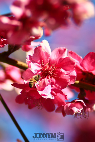 Buzzing visitor | by J0nnyM