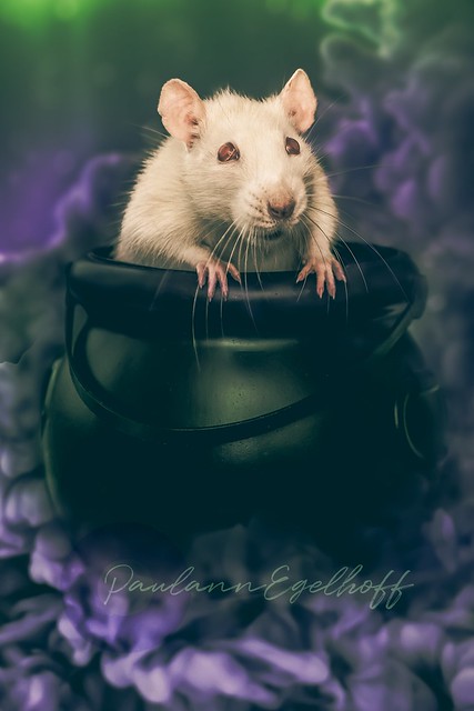 Morticia the Rat