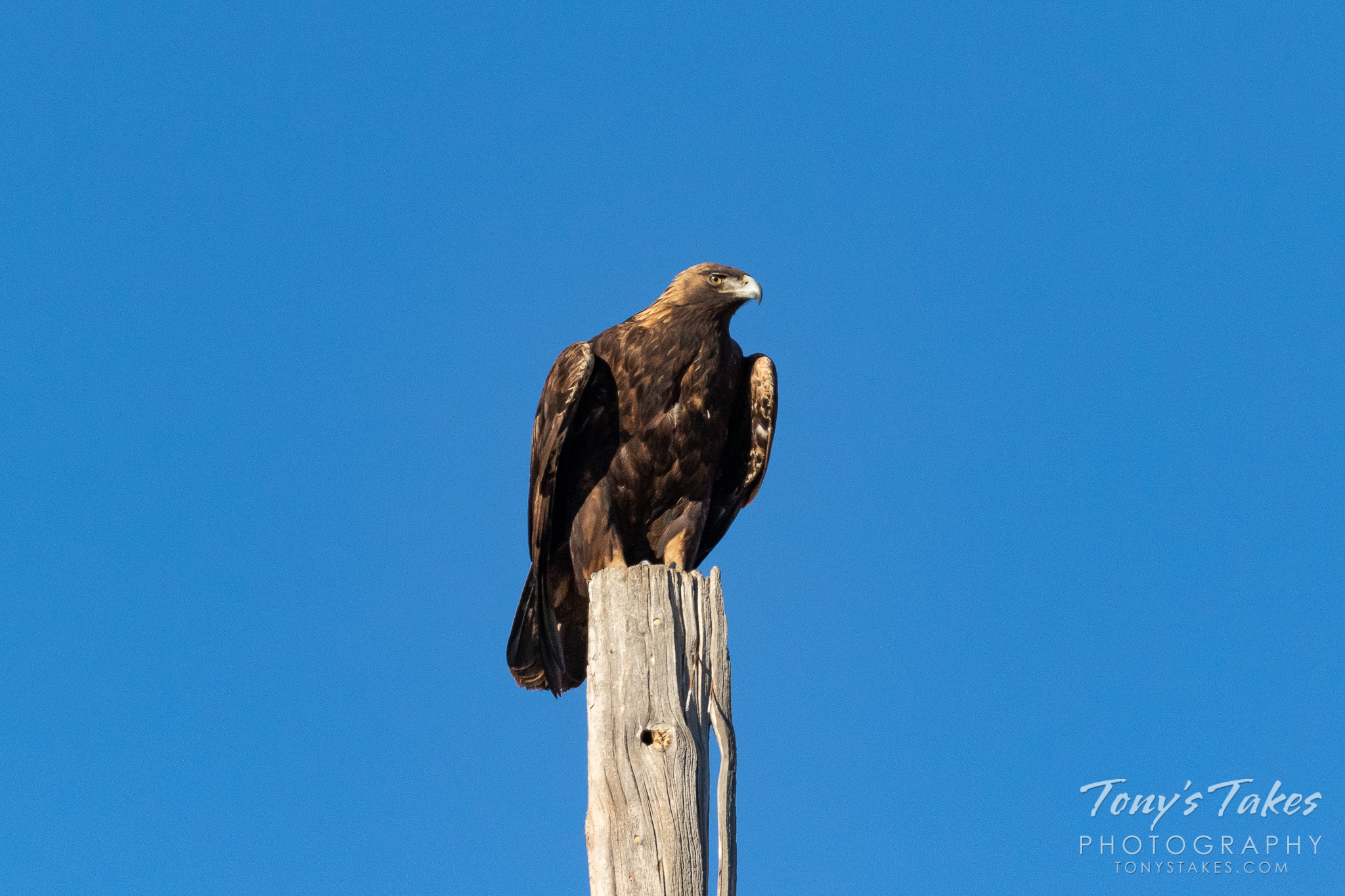 A golden eagle prepares to take flight in Boulder County, Colorado. (© Tony’s Takes)