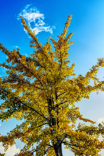 ginkgobiloba gold sky blue yellow tree clouds leaves nature garden fujifilm xt2 affinityphoto