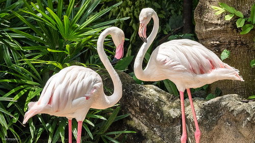 thailand sriracha chonburi zoo flamingo animal