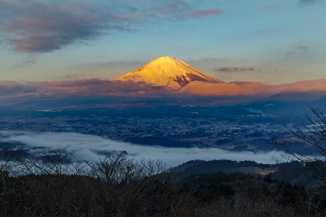 January Beni-Fuji