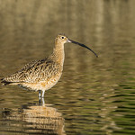 Long-billed Curlew ©