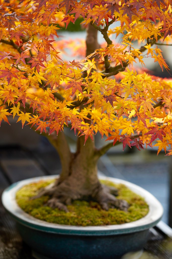 Bonsai, National Arboretum, Washington, DC