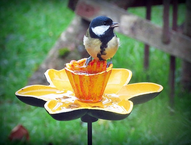 Thirsty  Great Tit