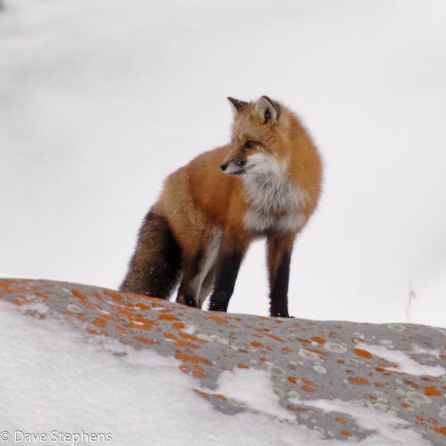 Red Fox On Rock