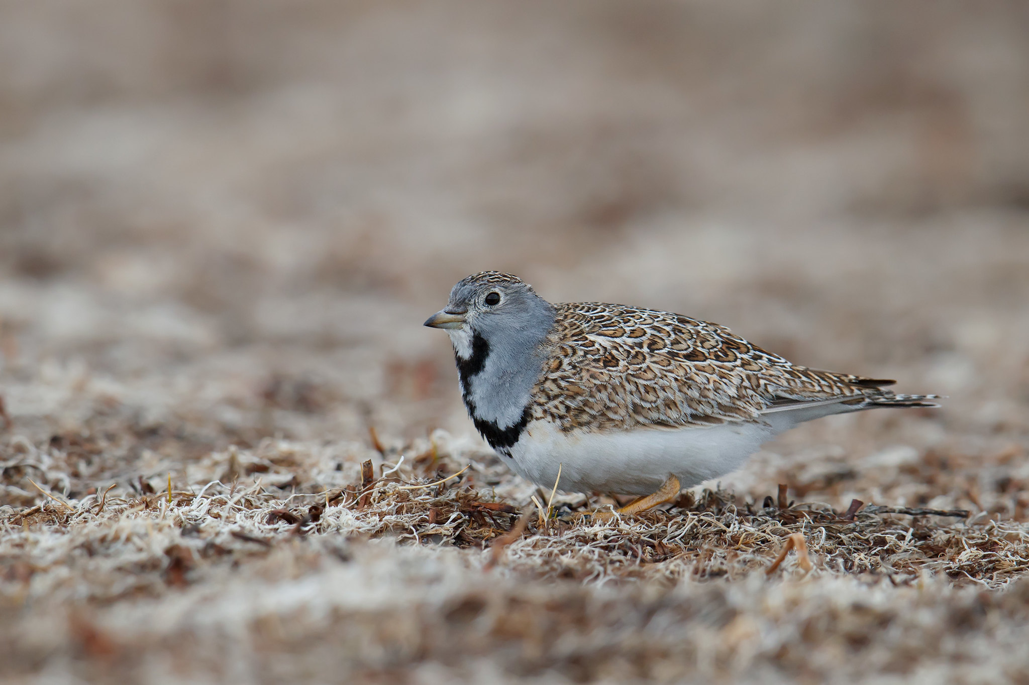 Thinocorus rumicivorus | Least Seedsnipe | mindre frösnäppa