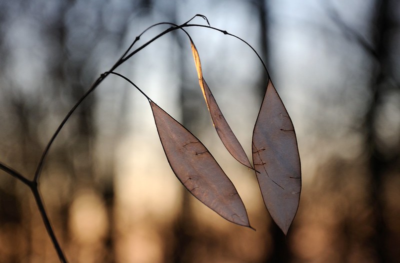 20181117-022P | Fruchtstände des Silberblatts (Lunaria rediviva) an der Milseburg. Rhön, 17.11.2018