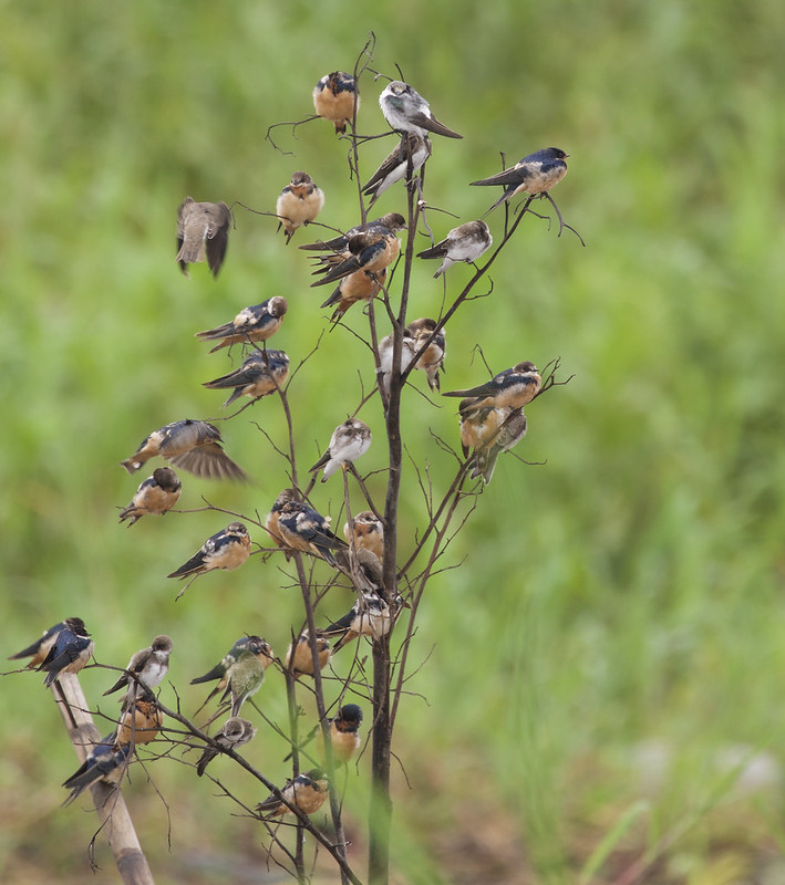 Barn Swallow, Hirundo rustica Ascanio_Peruvian Amazon 199A6738