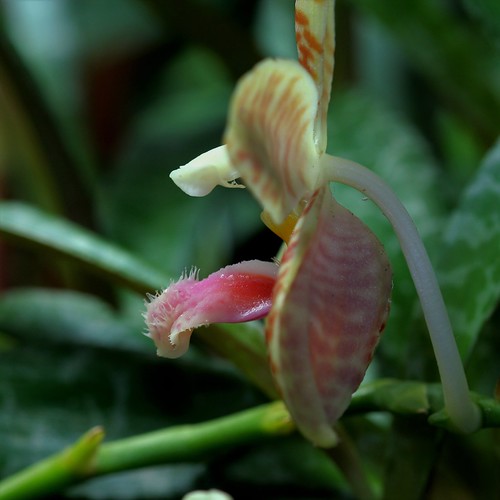 Phalaenopsis sumatrana (South Thailand) 44910150485_77379d9699