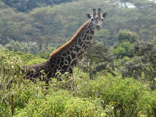 wildlife park vulnerable lindadevolder africa 2018 lumix travel geotagged nature kenya fauna naivasha lake masaigiraffe giraffacamelopardalistippelskirchii artiodactyla wileliwildlifepark