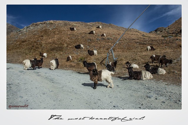 Chèvres à col noir du Valais - Fluhalp - Zermatt