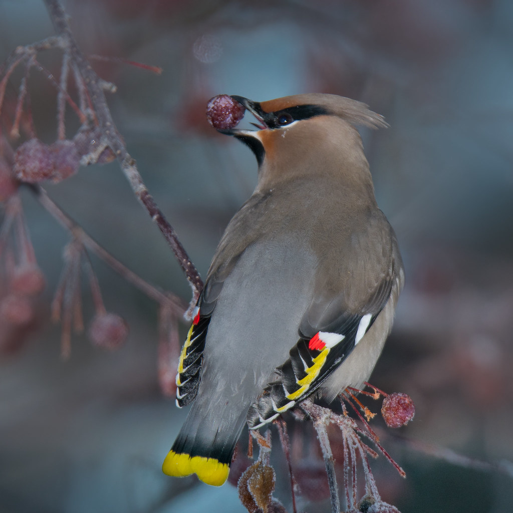 Bohemian Waxwing with Berry