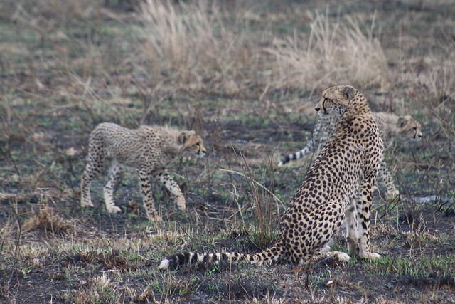 Cheetah with Cubs
