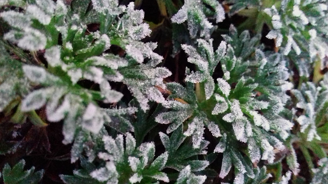 More Frost This Morning!