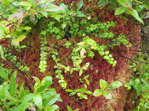 twelvemilerun f18woo35 cameroncountypennsylvania gaultheriahispidula creepingwintergreen tracked plant