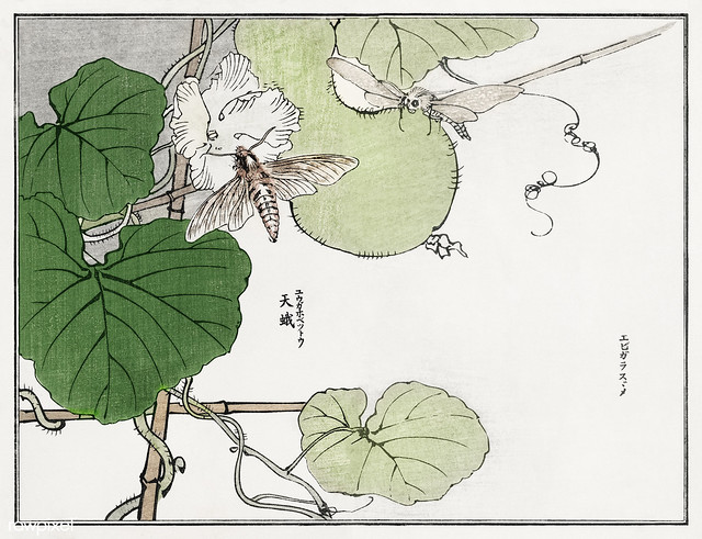 Moth illustration from Churui Gafu (1910) by Morimoto Toko. Digi