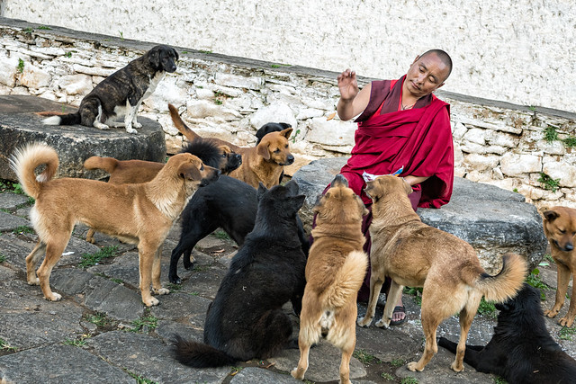 Monk feeding dogs near Paro dzong - Bhutan