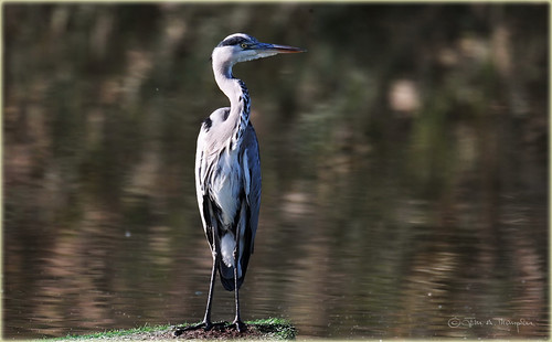 Grey Heron 2 | by John Arthur Thompson