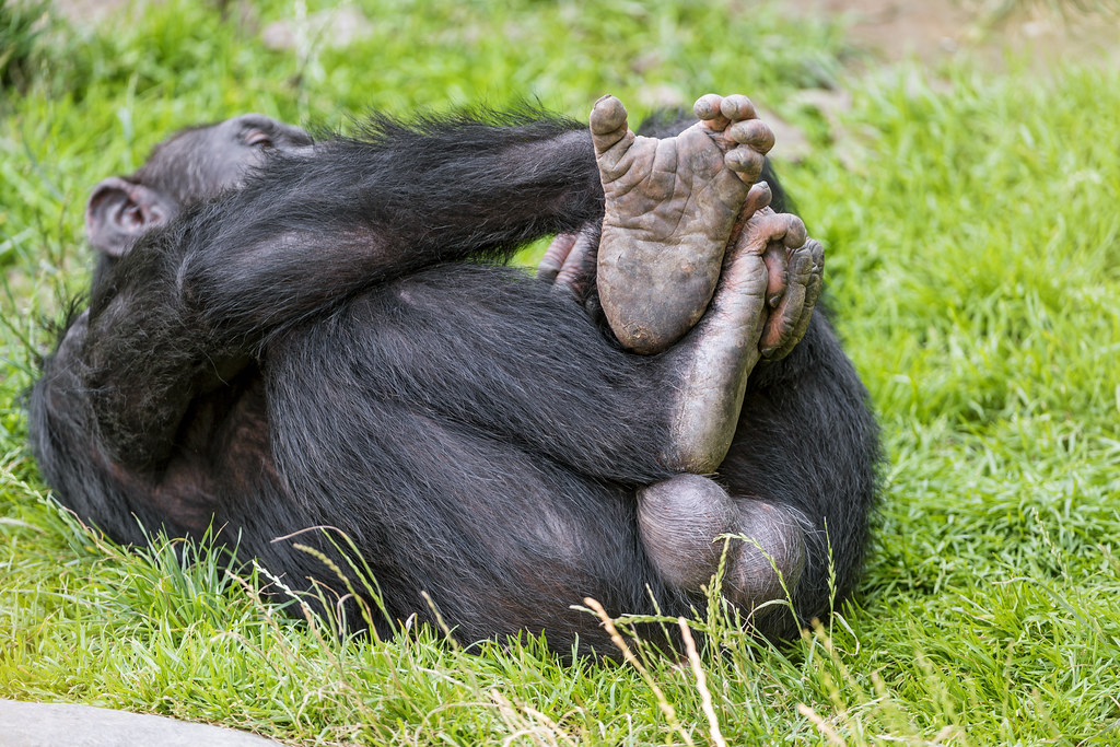 Яйца снизу. Шимпанзе бонобо. Бонобо самец. Бонобо семенники. Бонобо яйца.