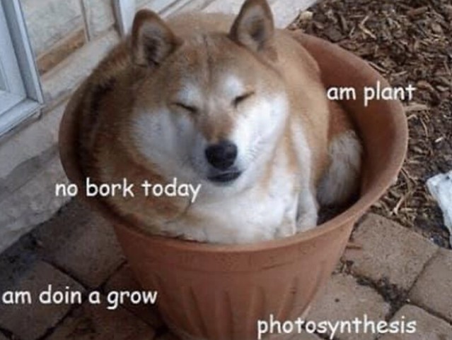 all your bamboozlin is making me do a hecking zen