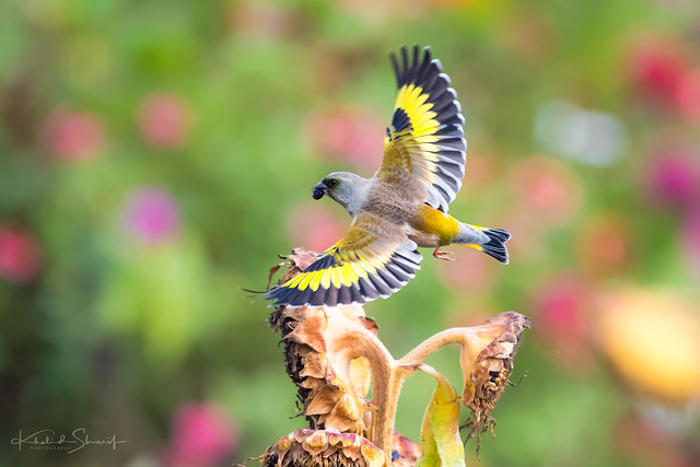 Grey-capped greenfinch or Oriental greenfinch (Chloris sinica) 金翅雀 jīn chì què