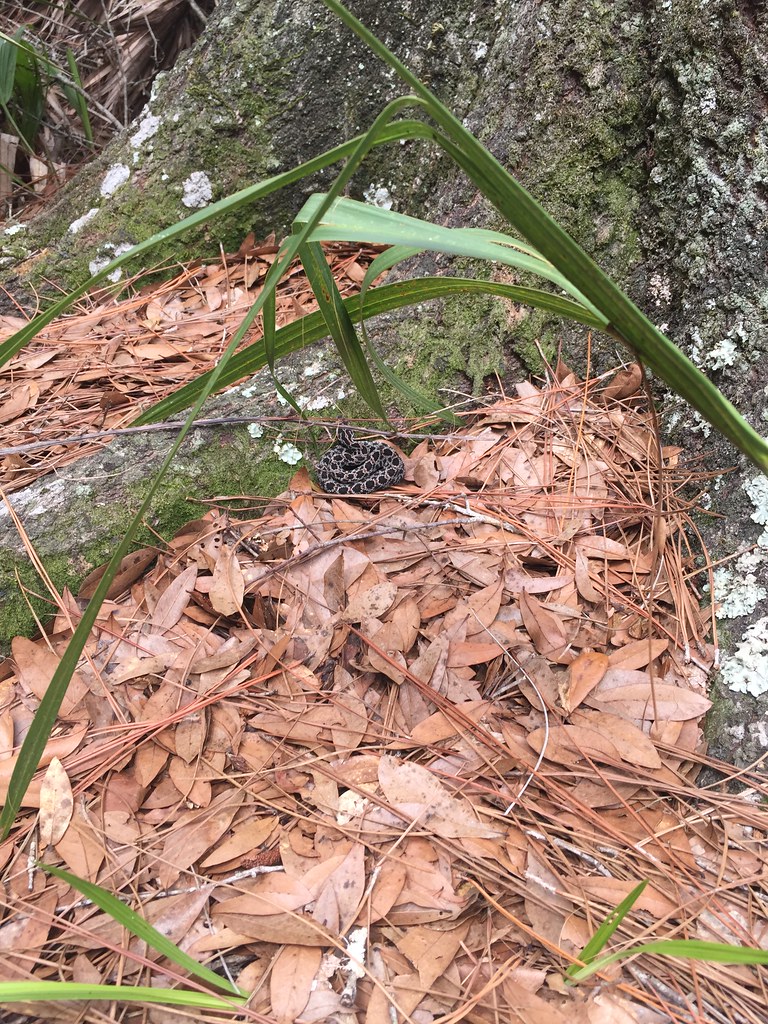Bulow Plantation Ruins Historic State Park Trail