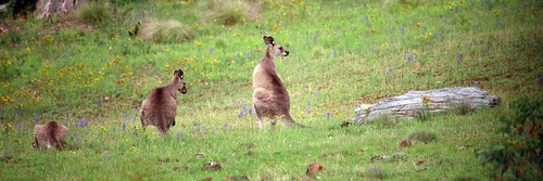 Grazing Pano