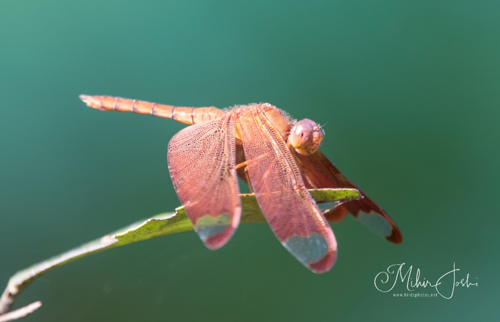 Fulvous Forest Skimmer