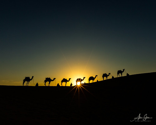 1dx alexstoen alexstoenphotography camels canon canoneos1dx ef1635f28liiusm geotagged india samsanddunes sunrise thardesert travel vacation