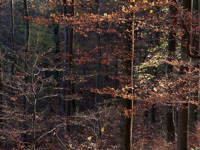 Layers of November forest